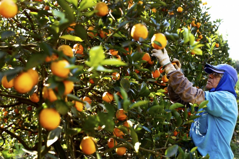 Safra da laranja tem aumento de 30%