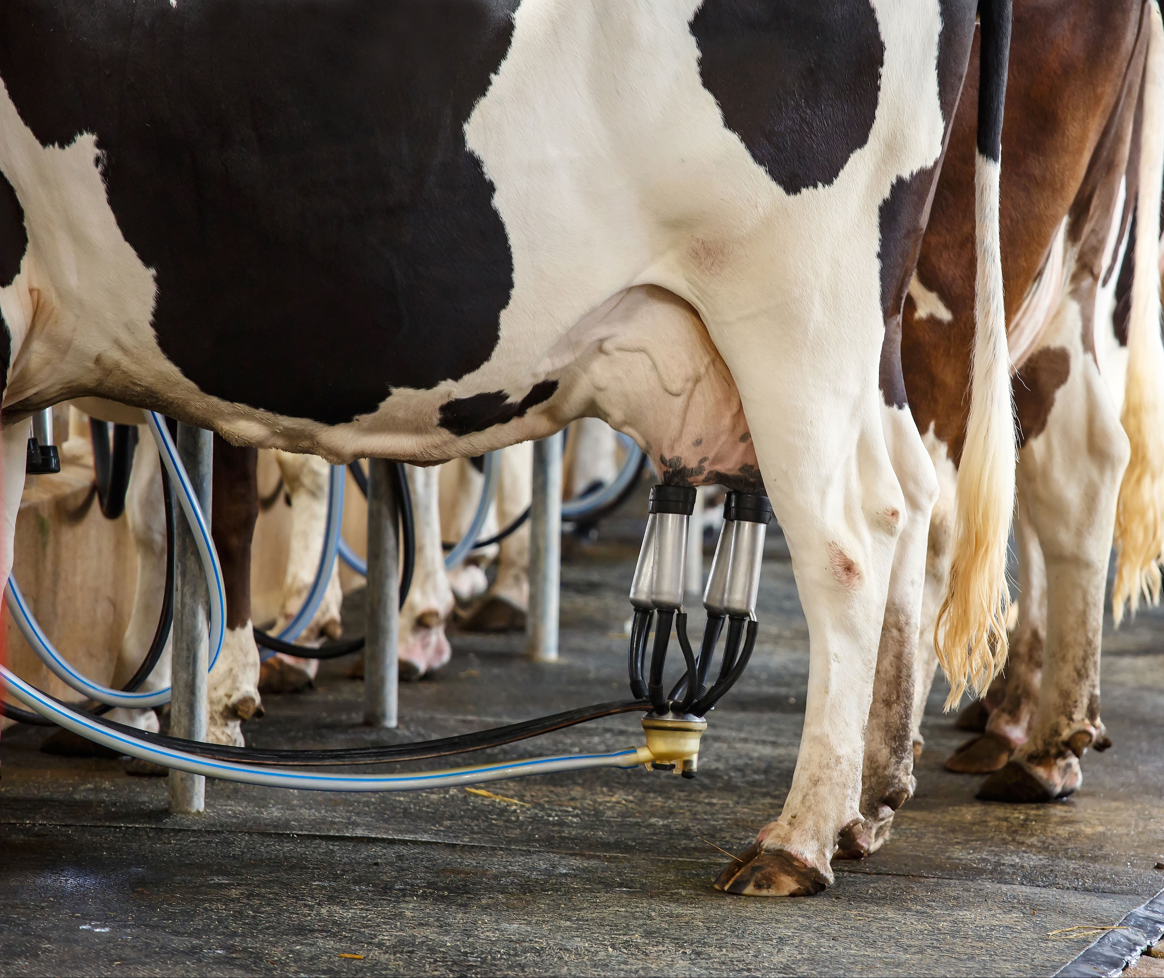 Custo de produção da pecuária leiteira tem terceira alta consecutiva