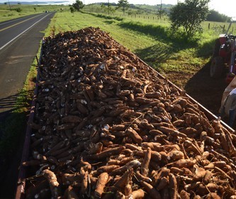 Tonelada da raiz de mandioca custa R$ 430 em Campo Mourão e Umuarama