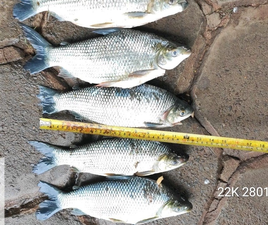 Três pescadores são presos na Operação Hórus