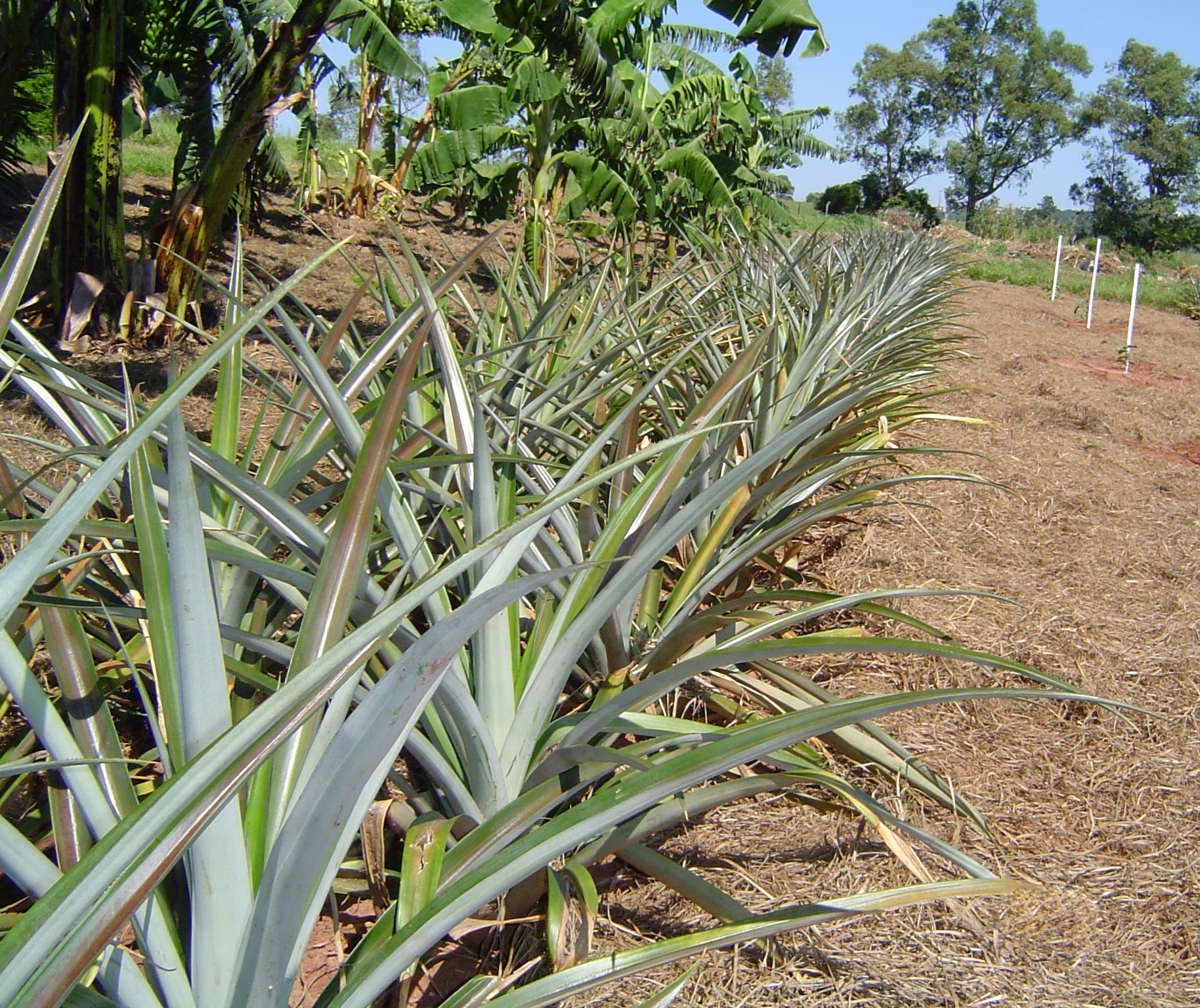 O que se produz no campo nesta época do ano na região de Maringá? 