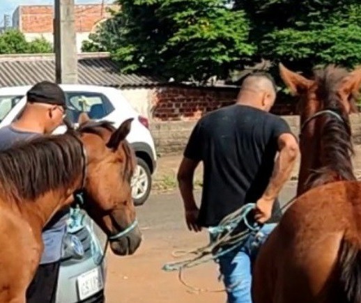 Secretaria de Meio Ambiente resgata cavalos que estavam soltos próximo a BR-376