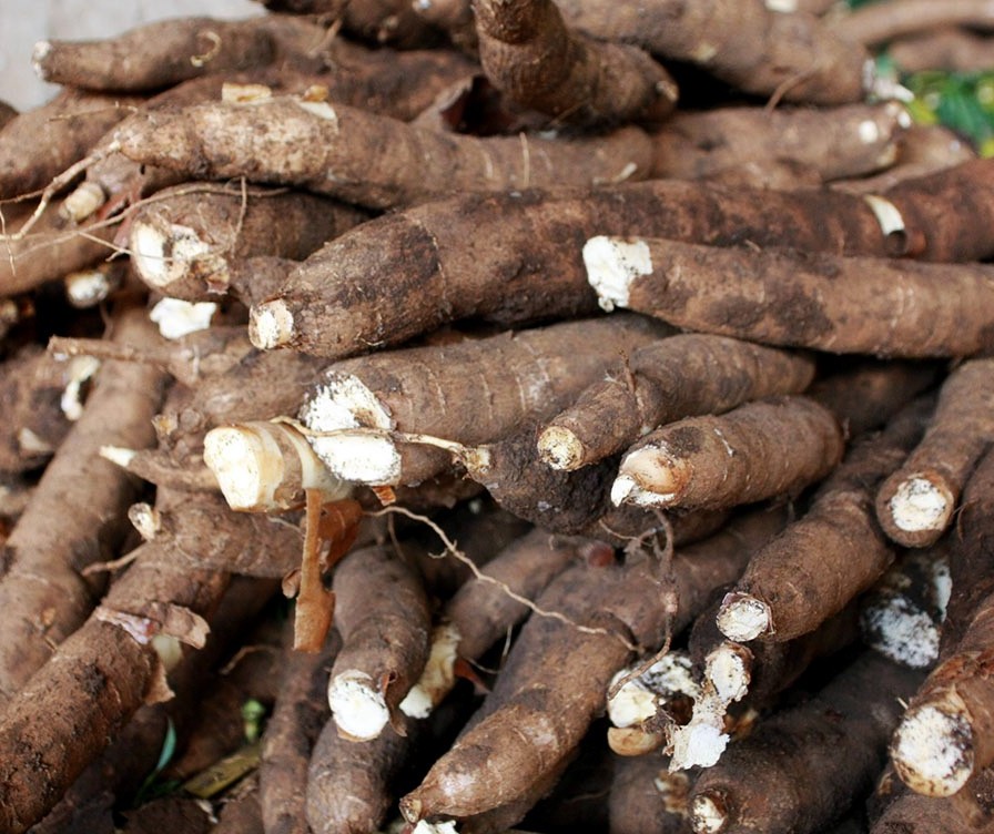 Tonelada da raiz de mandioca custa R$ 313 em Campo Mourão