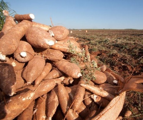 Raiz de mandioca custa R$ 320 a tonelada em Campo Mourão 