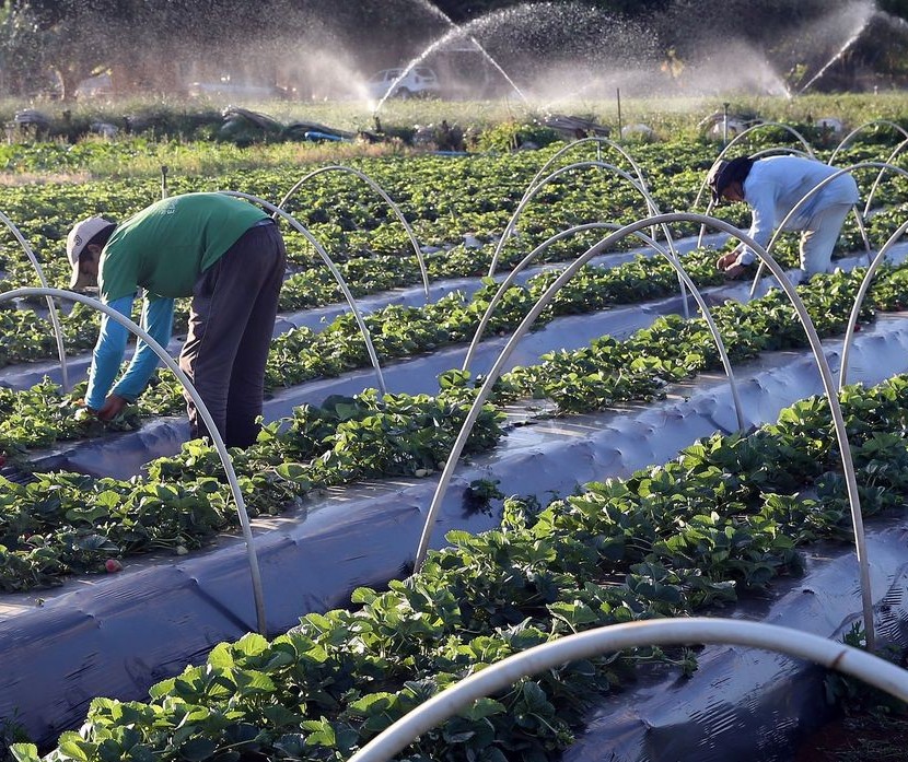 Sistema Faep oferece curso de seguro agrícola