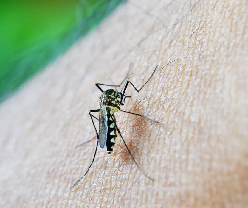 Secretaria de Saúde anuncia 4ª morte suspeita de dengue em Umuarama