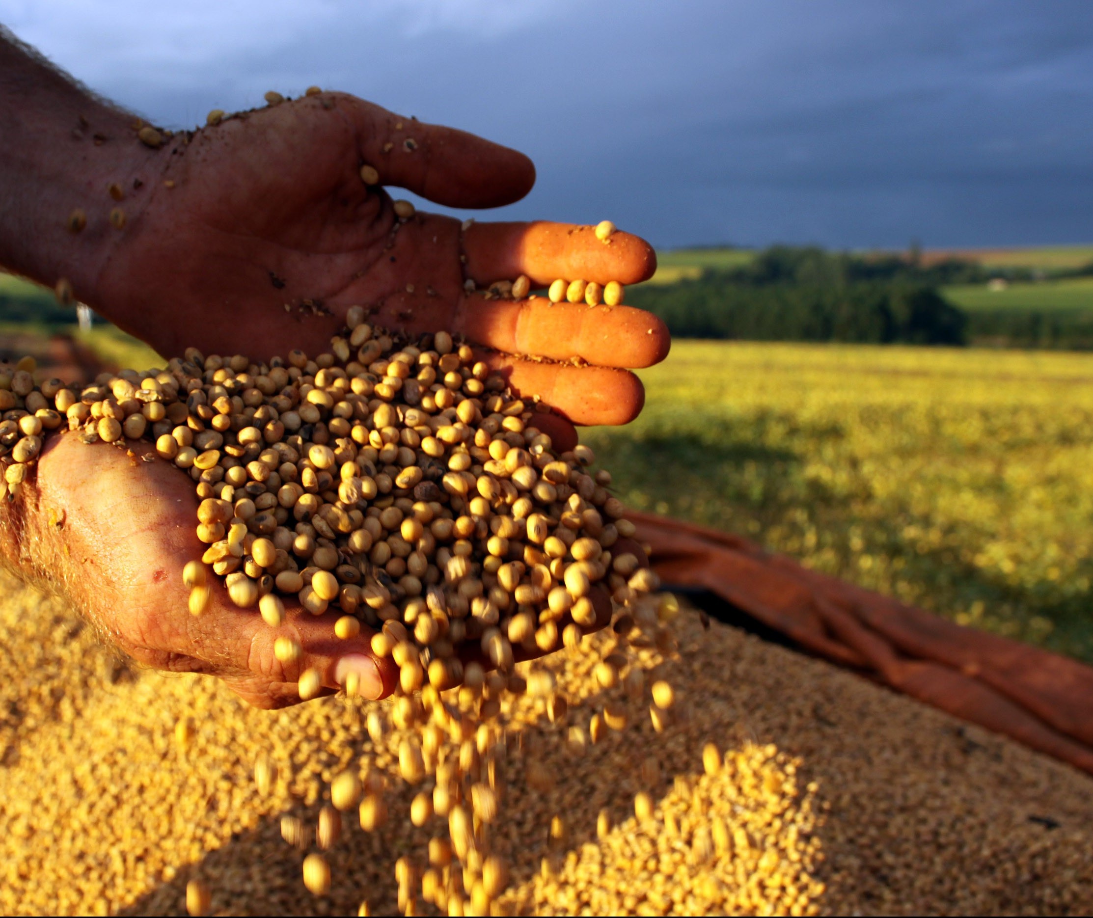 Preços agrícolas se mantêm em alta em Maringá