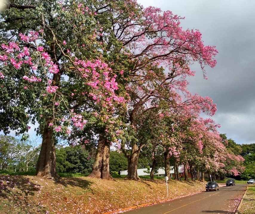 Tempo volta a ficar estável em Maringá nesta quinta-feira (14), indica previsão