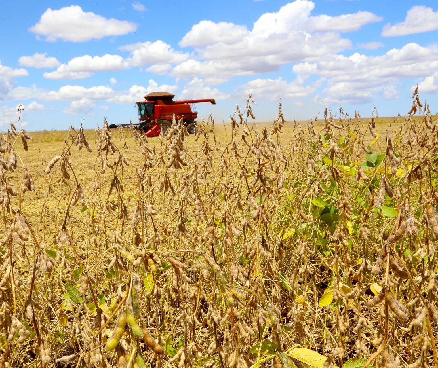 Produtividade da soja aumenta com um inverno bem conduzido