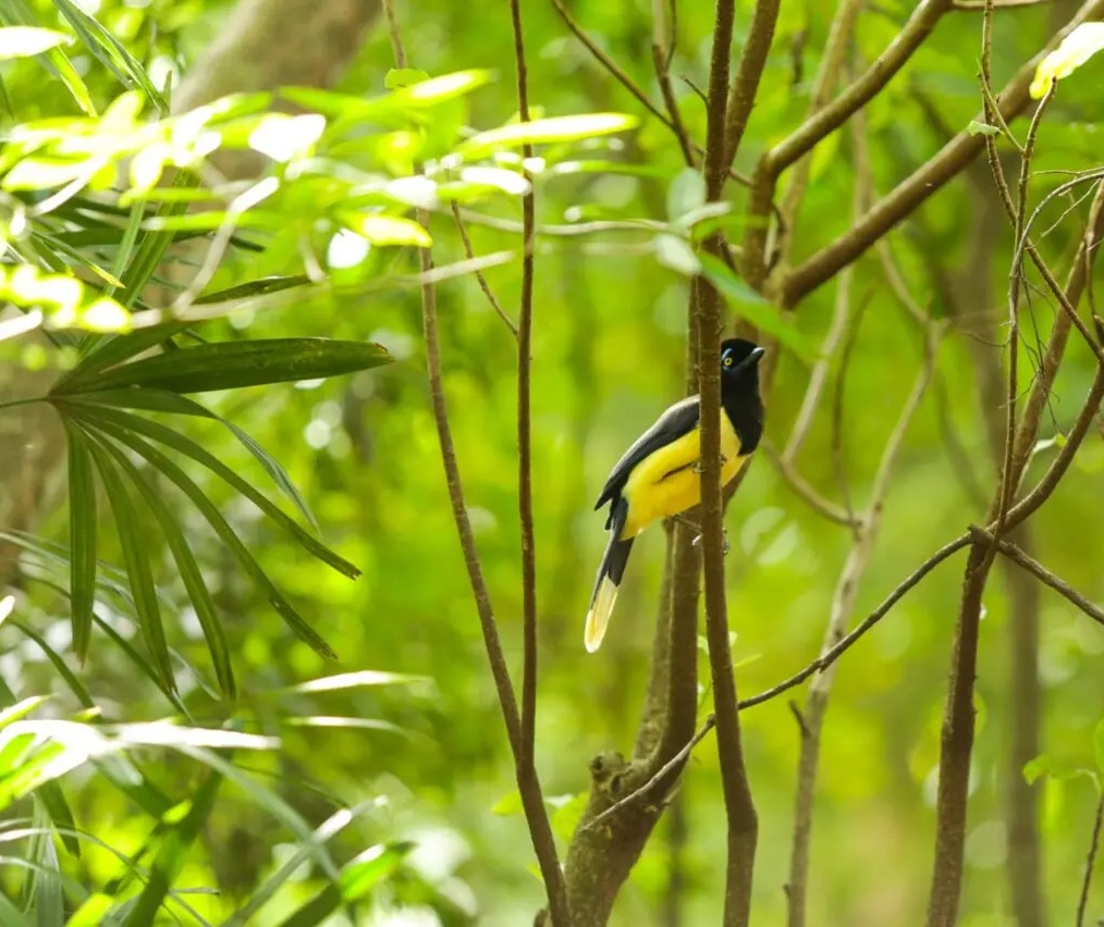 Núcleo Ambiental promove palestras na semana do Meio Ambiente