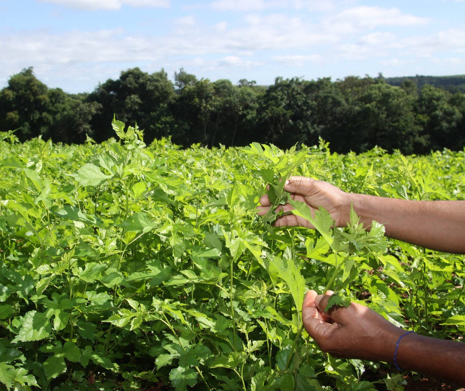 Área tratada com defensivos agrícolas cresceu 12,3% no segundo trimestre