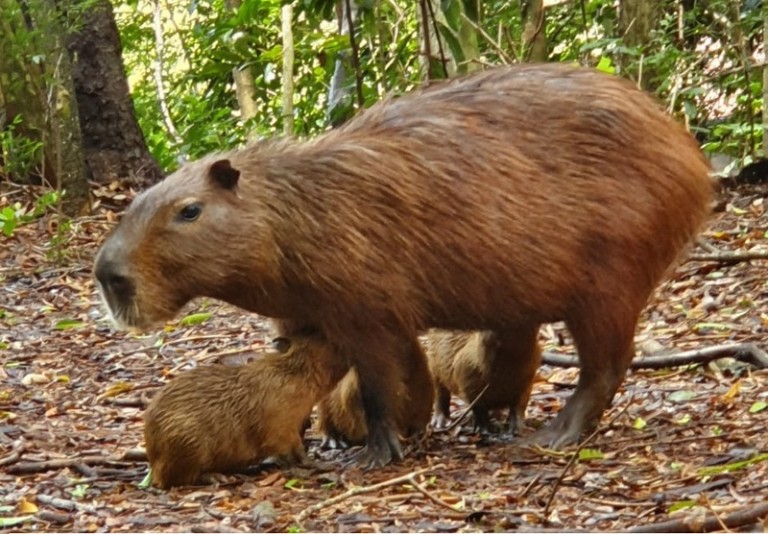 Filhotes de capivara nascem no Parque do Ingá