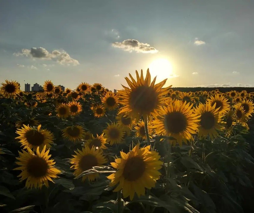 Maringá tem terça-feira ensolarada, com máxima de 30°C