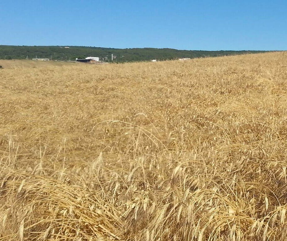 Trigo custa R$ 45 a saca em várias praças do Paraná 