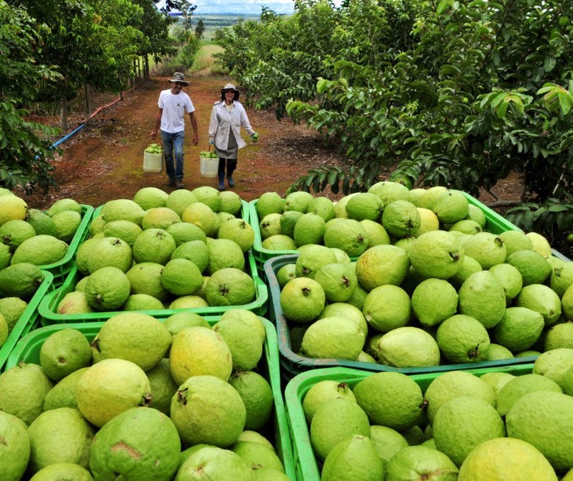 Produtores do Paraná conquistam selo Global GAP