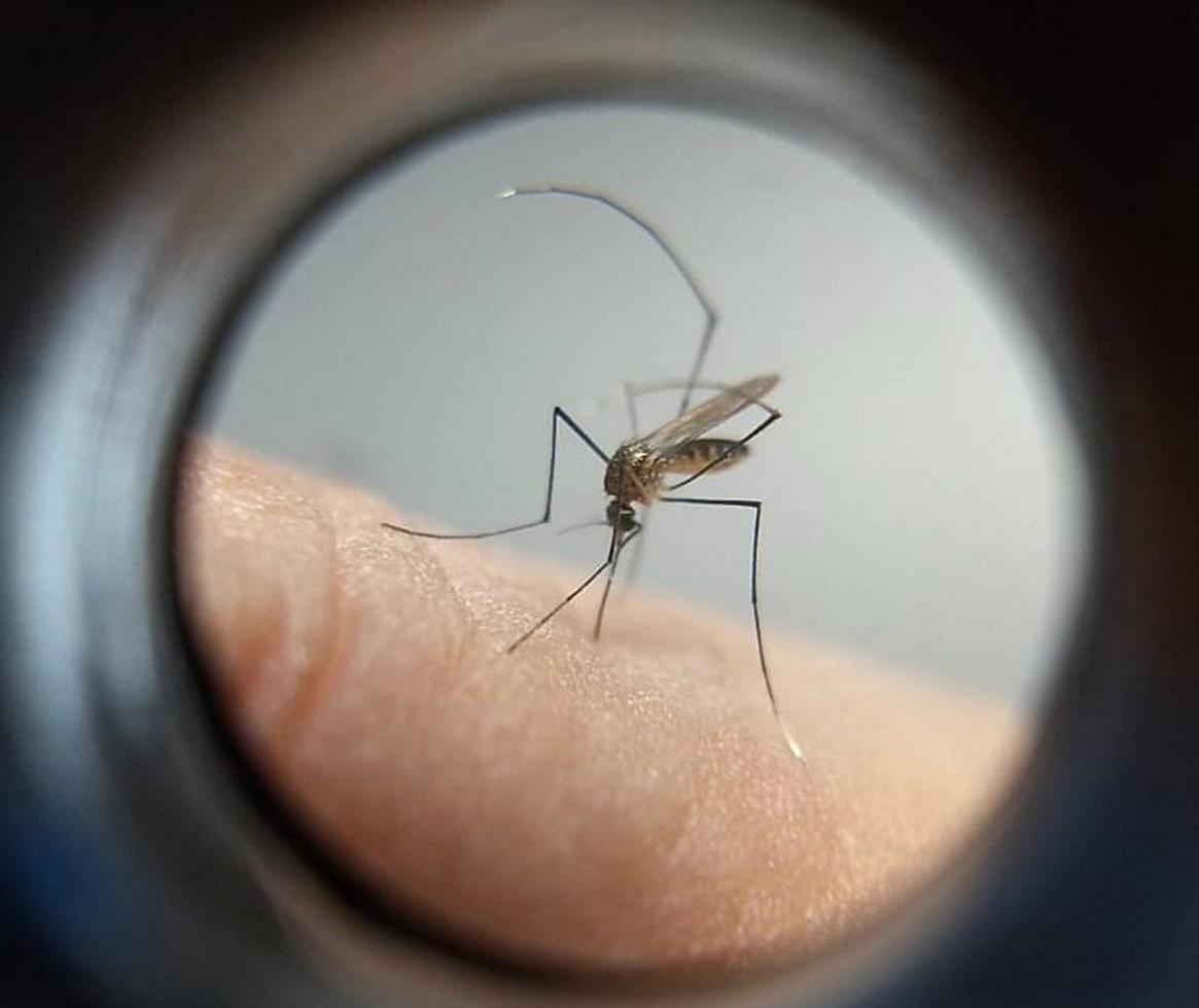 Dengue: cinco mortes confirmadas e outras cinco em investigação