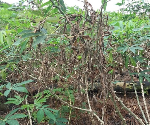 Confirmado primeiro caso de nova doença da mandioca