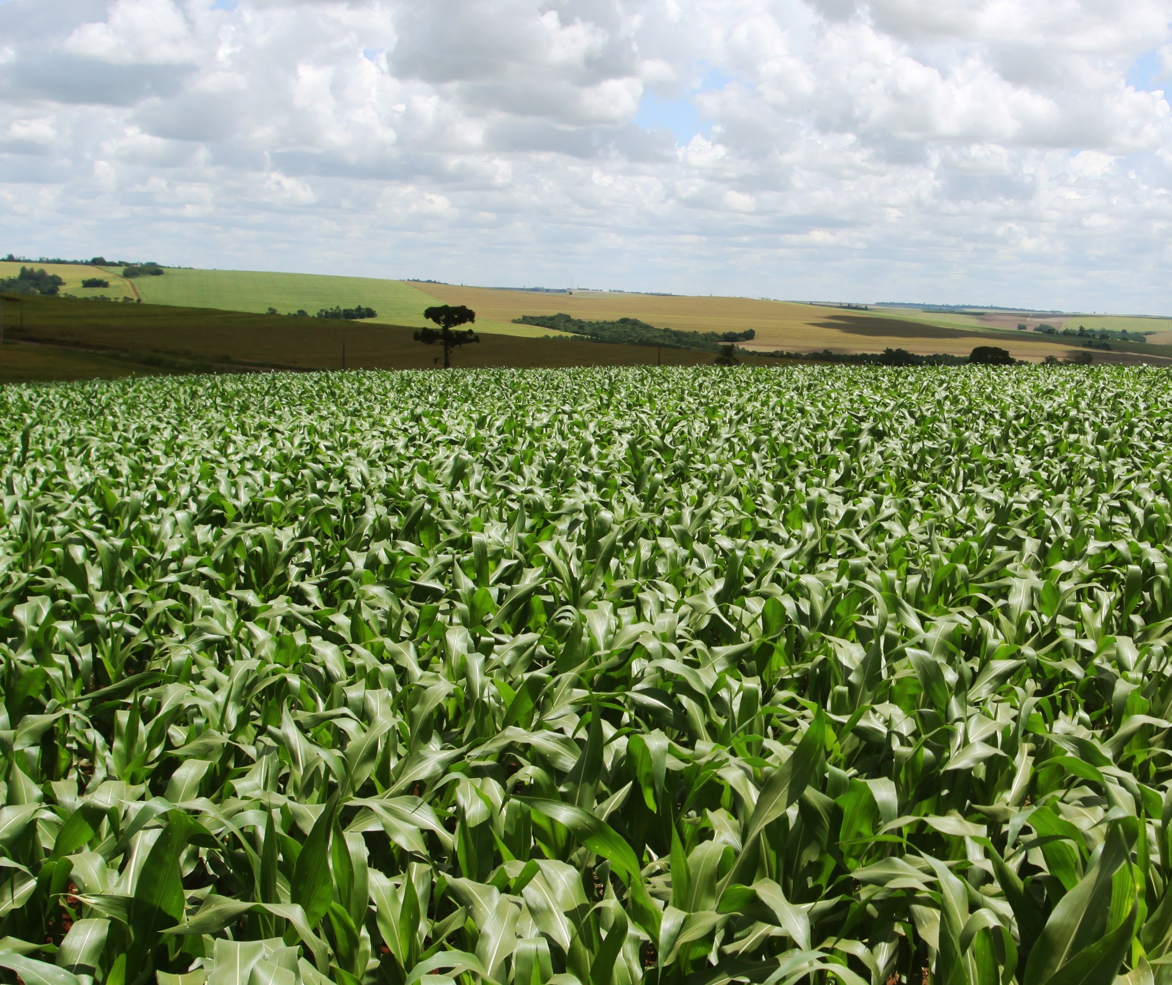 Produtor com endividamento bancário pode solicitar prorrogação do contrato de crédito rural