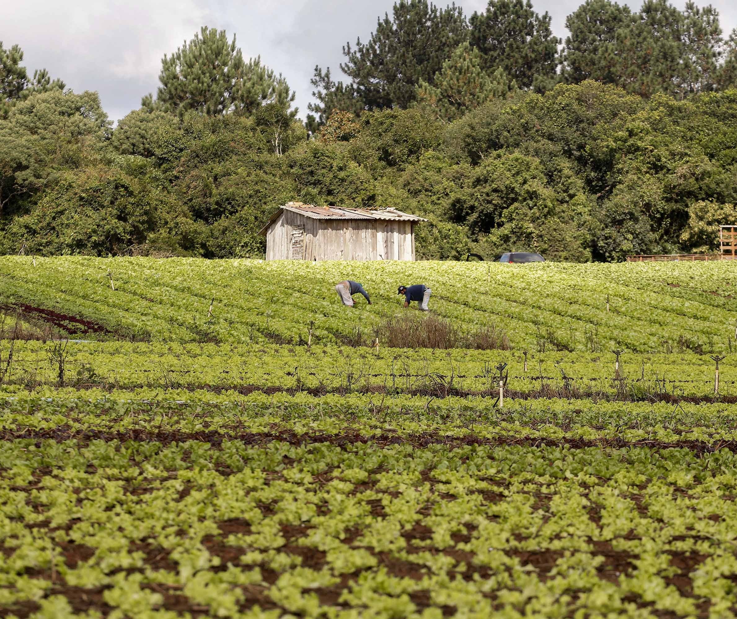 Agricultura familiar movimenta no país cerca de U$ 55,2 por ano