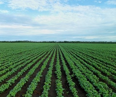 Dias chuvosos ajudaram produtores rurais do Paraná 