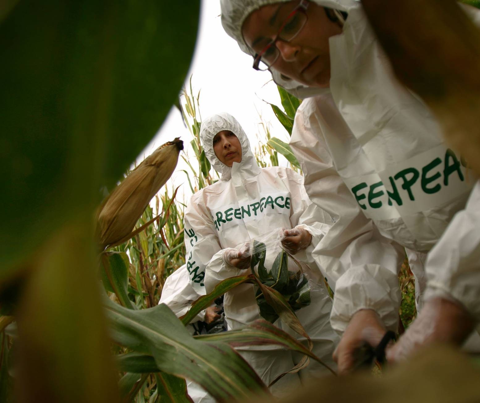 Greenpeace é acusado de cometer ‘crime contra a humanidade’ por atacar transgênicos