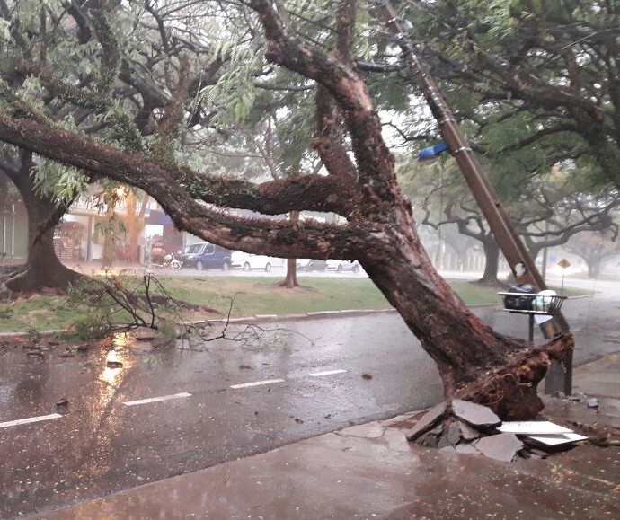 Temporal em Maringá derruba mais de 30 árvores e destelha quatro casas