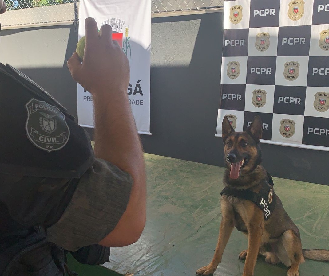 Chris, o cão do NOC, já auxiliou na apreensão de 7 toneladas de drogas