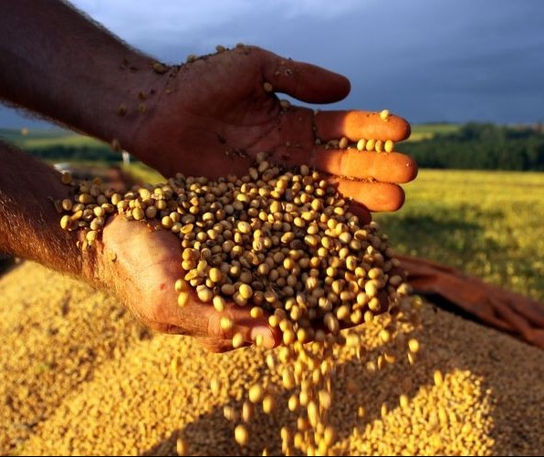 Preço da soja está em queda no mercado físico