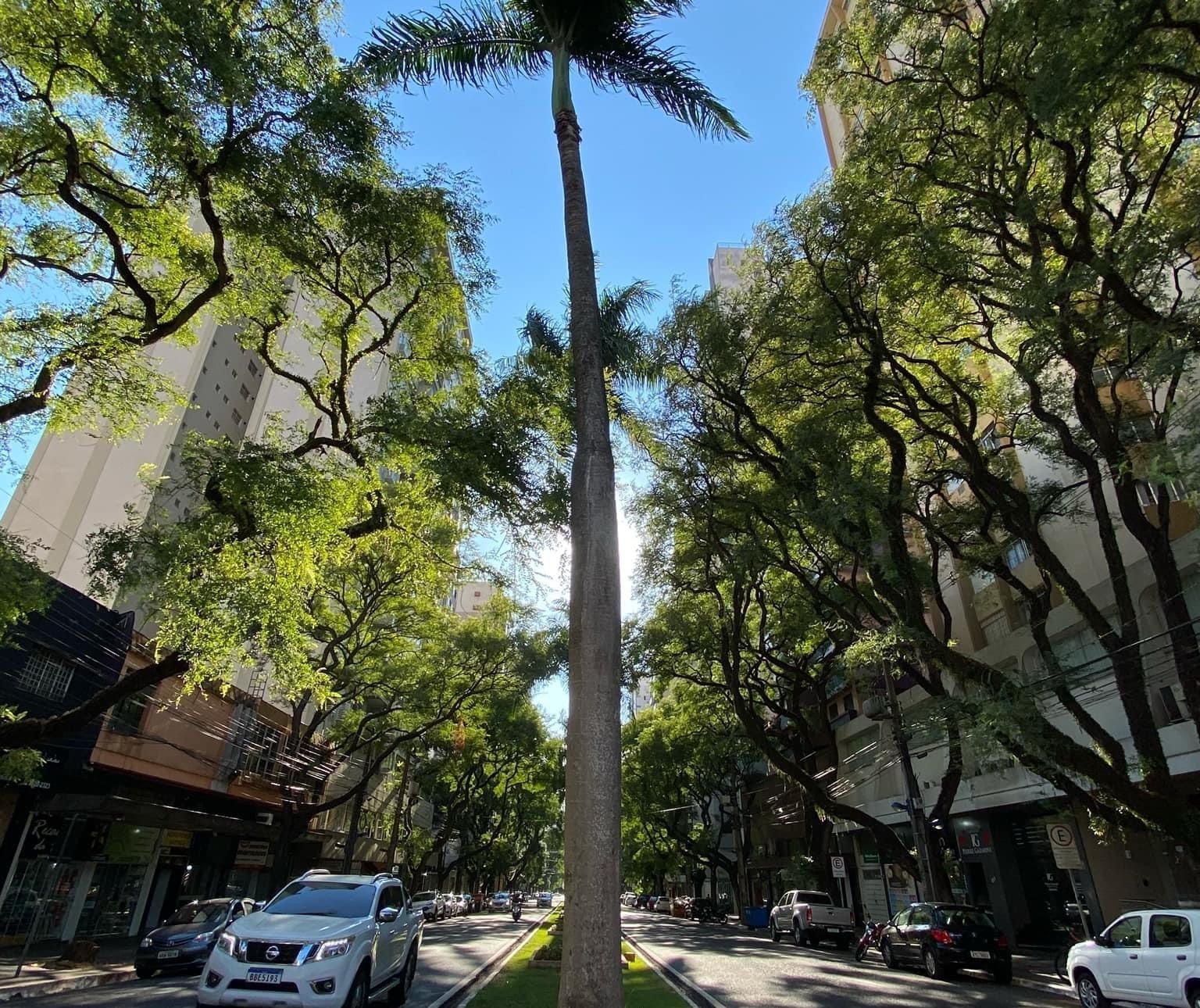 Tempo segue estável nesta sexta-feira (13), com máxima de 26°C em Maringá