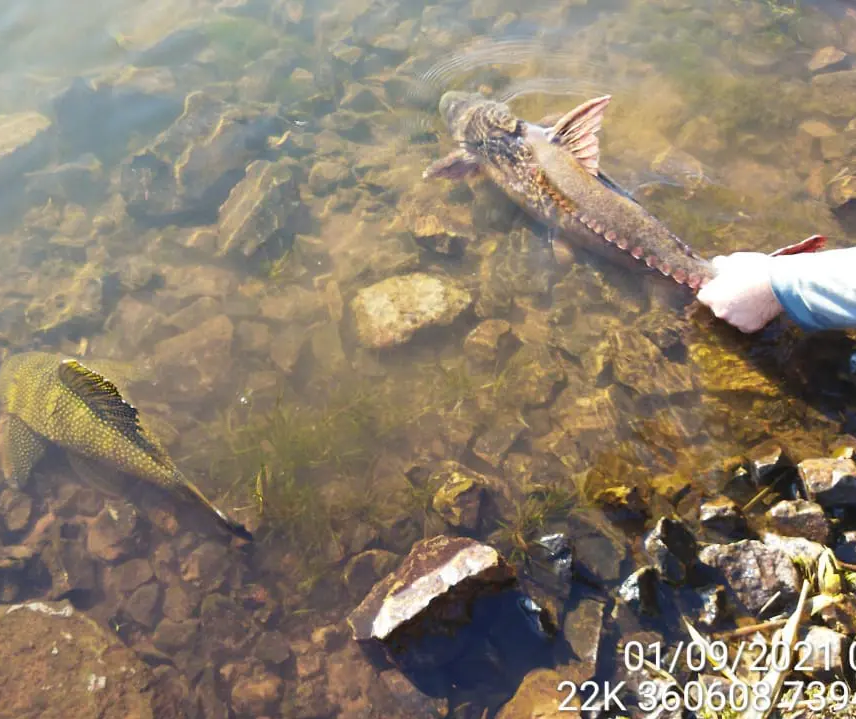 Três são presos em flagrante por pesca predatória no Rio Ivaí