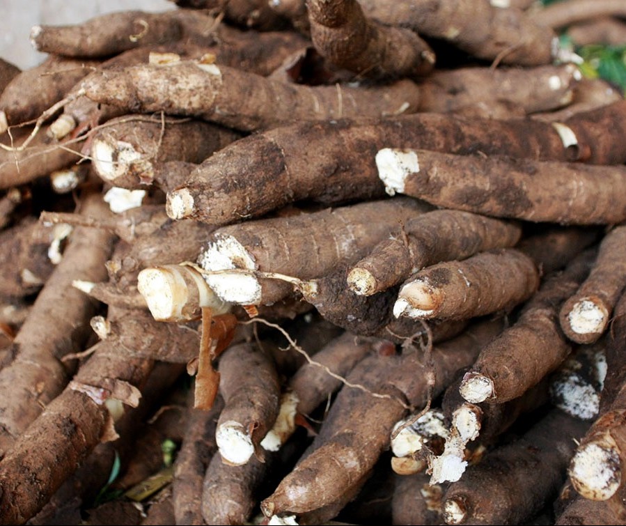 Tonelada da raiz de mandioca custa R$ 480 em Campo Mourão