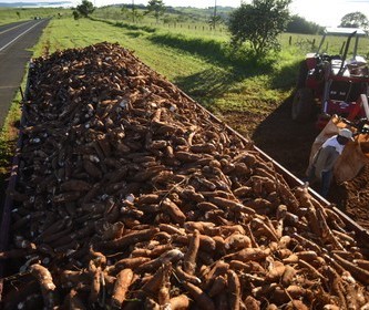 Tonelada da mandioca custa R$ 381