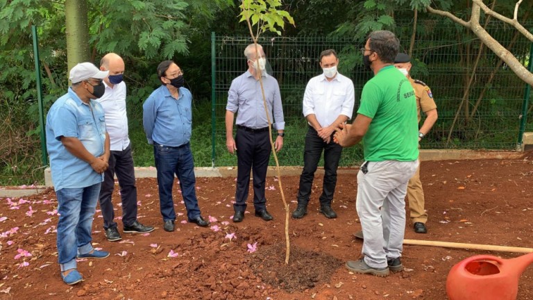 Maringá planta muda de ipê-roxo em homenagem às primeiras vítimas