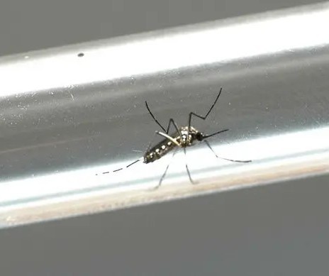 Dengue: Maringá registra mais uma morte e 466 novos casos, diz Sesa