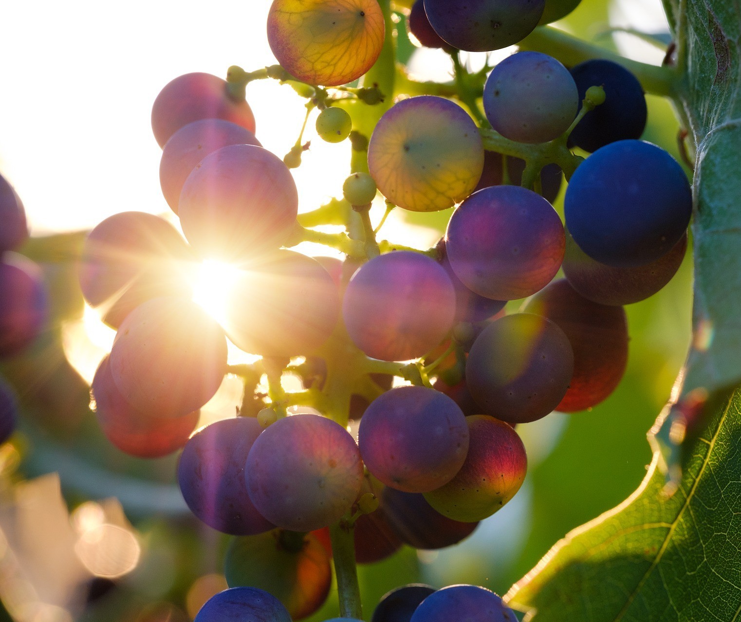 África do Sul e seus vinhos