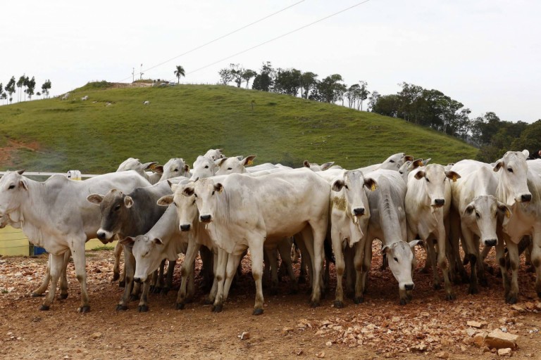 Suspensão de linhas de crédito surpreende pequenos produtores