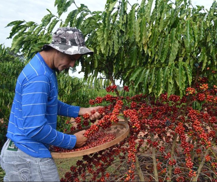 25% da área de café já foi colhida no Paraná