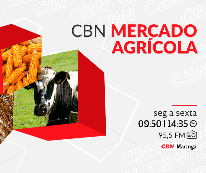 Trigo segue precificado a R$ 63,00 por saca