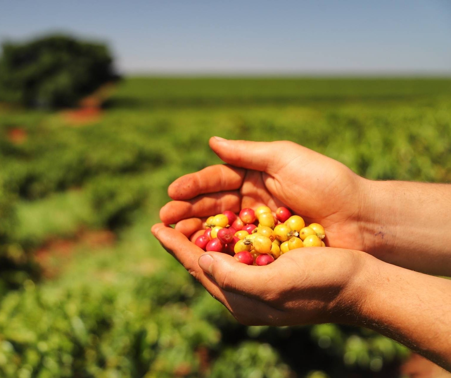 Produção estimada de café no Paraná é 10% menor do que no ano anterior