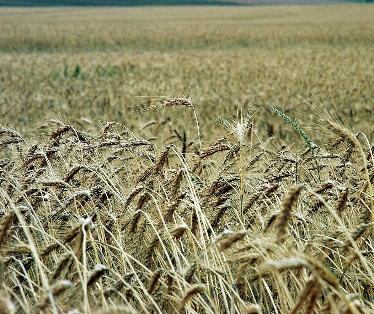 Trigo custa R$ 47 a saca em Maringá