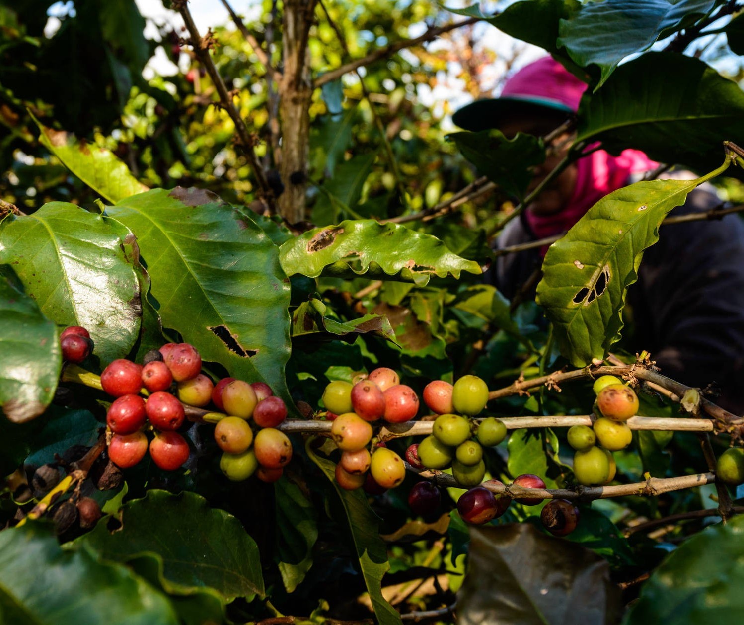 Frio intenso pode causar prejuízos em lavouras de café