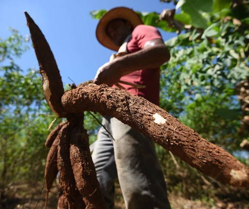 Tempo seco favorece lavouras de café mas atrapalha o arranquio da mandioca