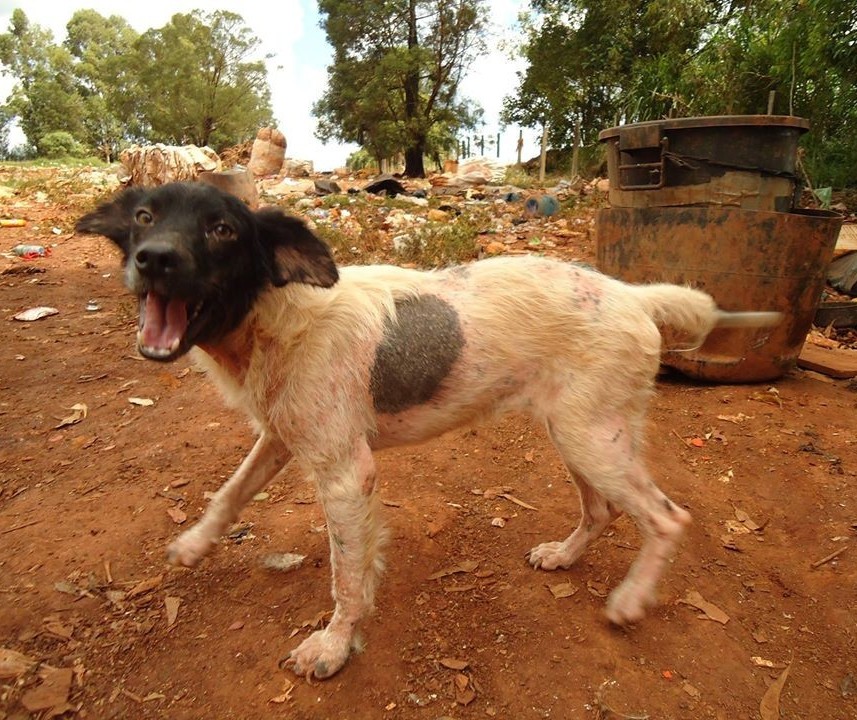 ONGs tentam uma solução para animais que vivem em lixão