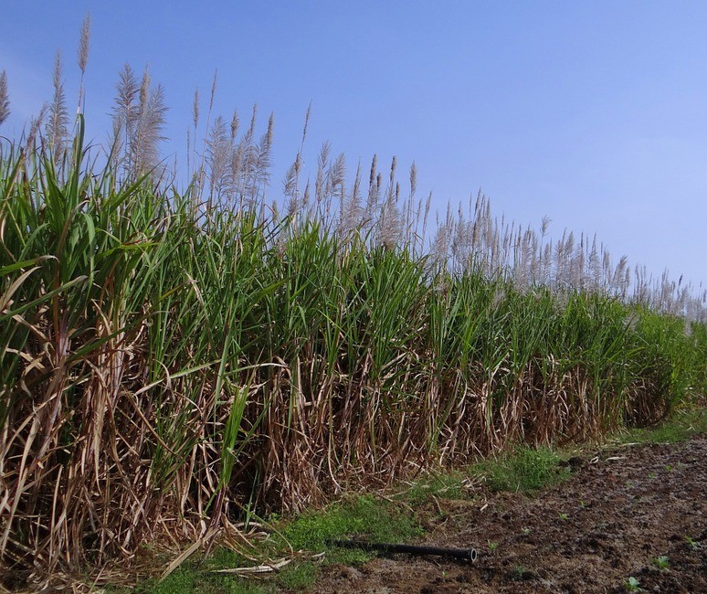 Tonelada da cana-de-açúcar custa R$ 65,76 no campo