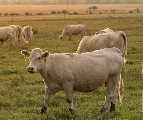 Vaca gorda custa R$ 135 a arroba em Umuarama