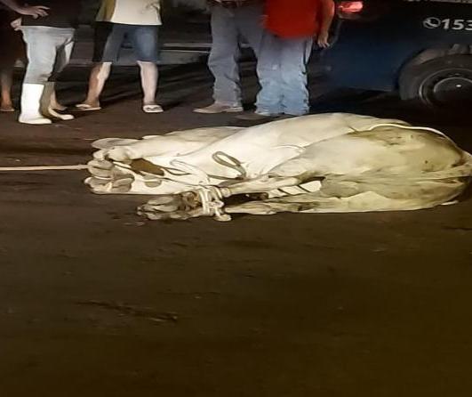 Boi escapa de caminhonete e causa alvoroço no centro de Paranavaí