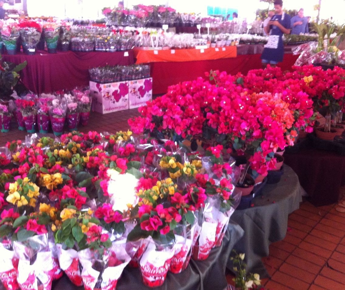 Expoflor traz para Maringá flores cultivadas em Uniflor