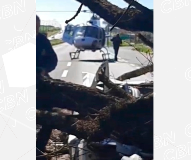 Árvore de grande porte cai sobre veículo na PR-317, carro ficou destruído