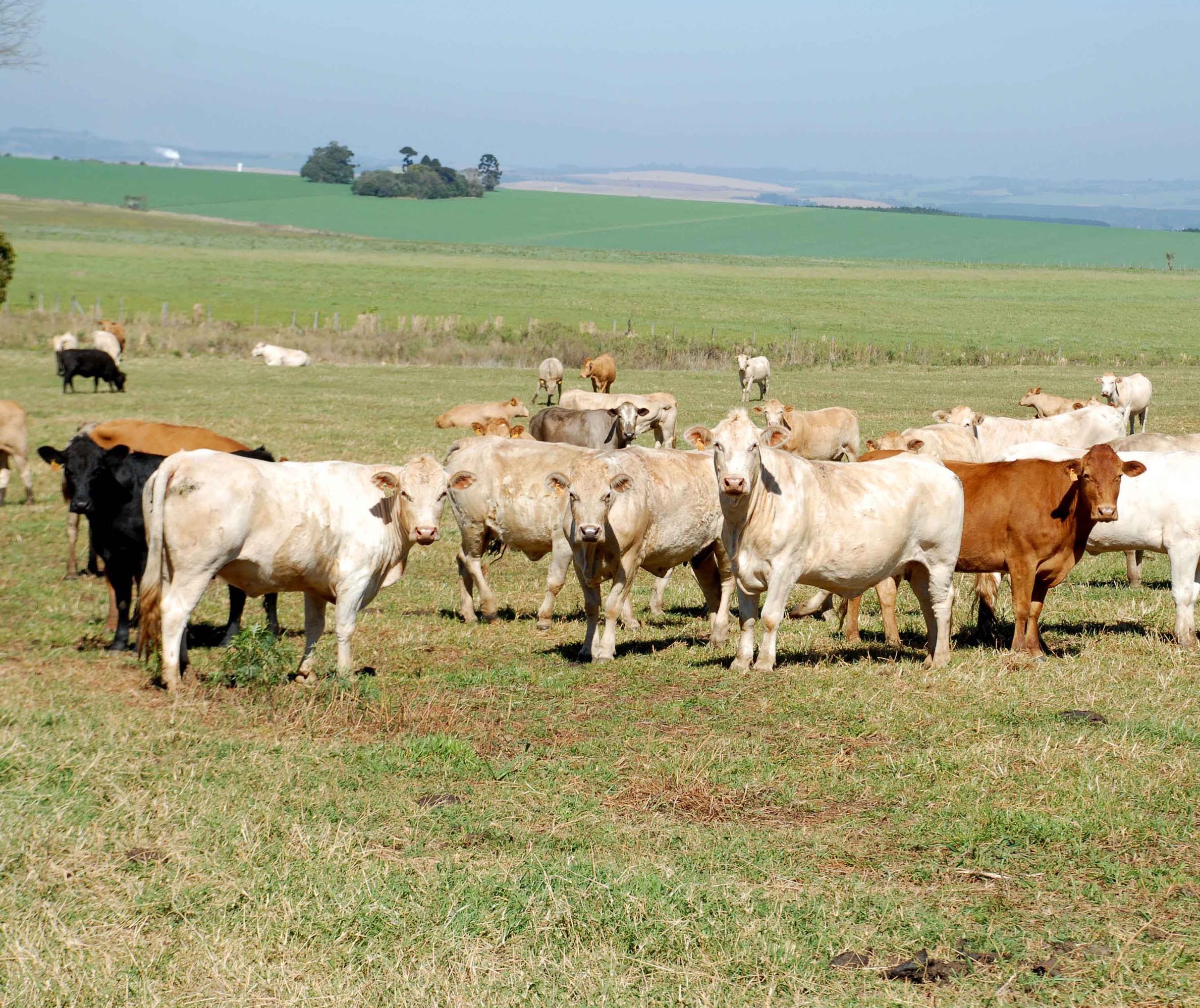 Atualização do cadastro de rebanho para produtores já está aberto