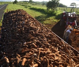 Tonelada da raiz de mandioca custa R$ 400 na região 